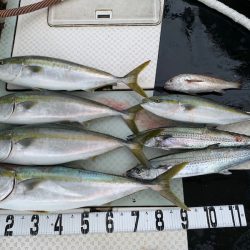 オーシャンスター(Ocean Star) 釣果