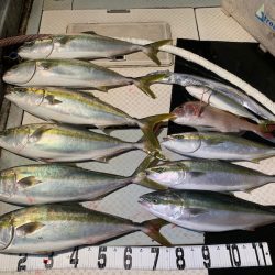 オーシャンスター(Ocean Star) 釣果