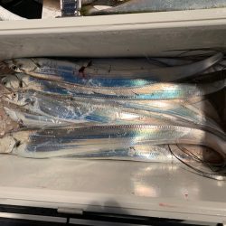 オーシャンスター(Ocean Star) 釣果