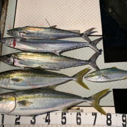 オーシャンスター(Ocean Star) 釣果