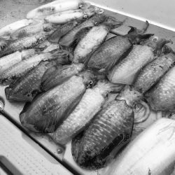 South Current 釣果