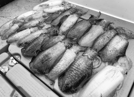 South Current 釣果