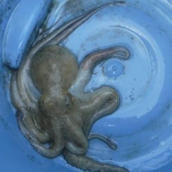 JDI Racing シールズマリンレジャー 釣果