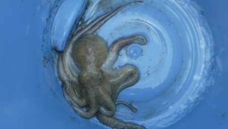 JDI Racing シールズマリンレジャー 釣果