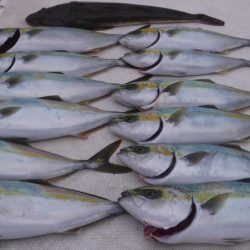 JDI Racing シールズマリンレジャー 釣果