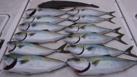 JDI Racing シールズマリンレジャー 釣果