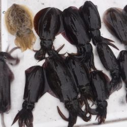 JDI Racing シールズマリンレジャー 釣果