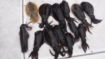 JDI Racing シールズマリンレジャー 釣果