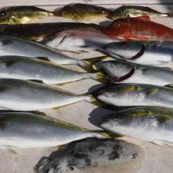 JDI Racing シールズマリンレジャー 釣果