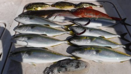 ＪＤＩ　Ｒａｃｉｎｇ　シールズマリンレジャ…