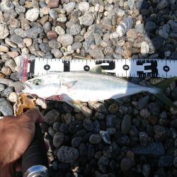 ジャックアイエースは飛び過ぎにご注意を！【ハヤブサ（Hayabusa）ジャックアイエース　インプレッション】