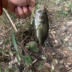 F2-66XTZ[Sparna]3ヶ月間のインプレ　【メガバス（Megabass）トライザ　インプレッション】