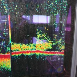 深川 吉野屋 釣果