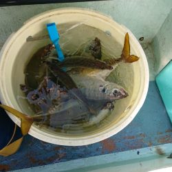 深川　吉野屋 釣果