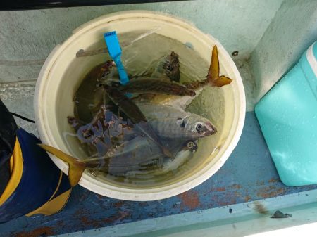 深川　吉野屋 釣果