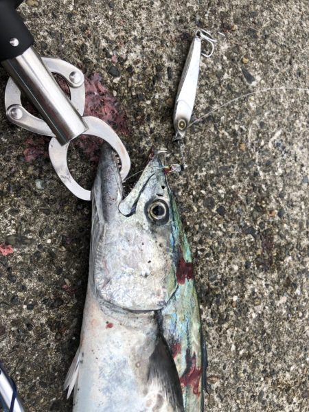 ジャックアイエースはサゴシにも効果あり！【ハヤブサ（Hayabusa）ジャックアイエース　インプレッション】