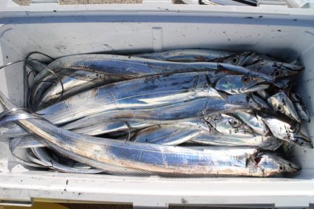 KIM Fishing Guide Ser…