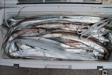 KIM Fishing Guide Ser…