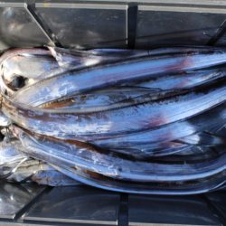 KIM Fishing Guide Service 釣果