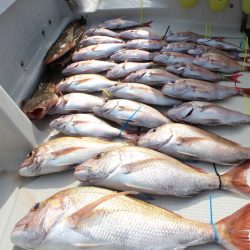 KIM Fishing Guide Service 釣果