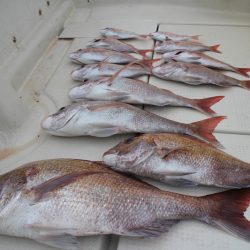 KIM Fishing Guide Service 釣果