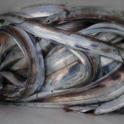 KIM Fishing Guide Service 釣果