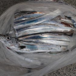 KIM Fishing Guide Service 釣果