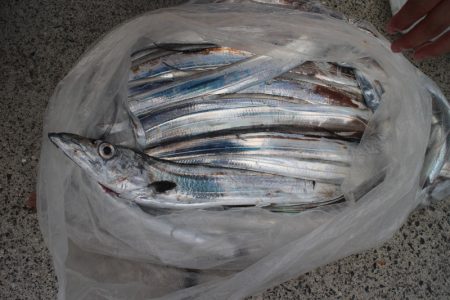 KIM Fishing Guide Service 釣果