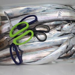 KIM Fishing Guide Service 釣果