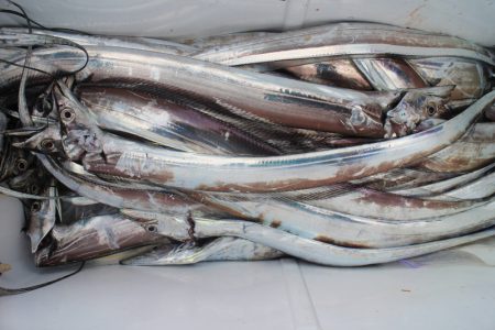 KIM Fishing Guide Service 釣果