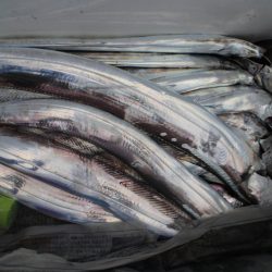 KIM Fishing Guide Service 釣果