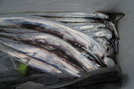 KIM Fishing Guide Ser…