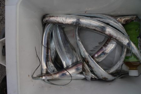 KIM Fishing Guide Service 釣果