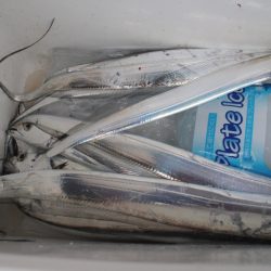 KIM Fishing Guide Service 釣果