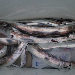 KIM Fishing Guide Service 釣果