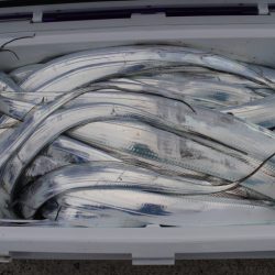 KIM Fishing Guide Service 釣果