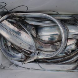 KIM Fishing Guide Service 釣果