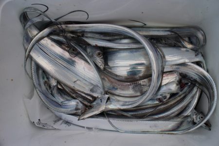 KIM Fishing Guide Service 釣果