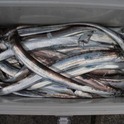 KIM Fishing Guide Service 釣果