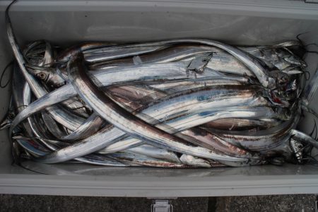 KIM Fishing Guide Service 釣果