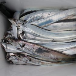 KIM Fishing Guide Service 釣果