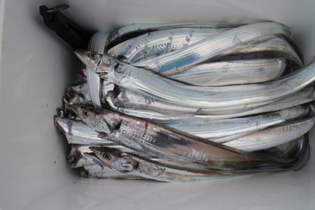 KIM Fishing Guide Service 釣果