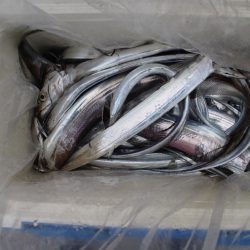 KIM Fishing Guide Service 釣果