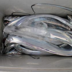 KIM Fishing Guide Service 釣果