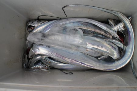 KIM Fishing Guide Service 釣果