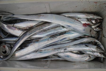 KIM Fishing Guide Ser…