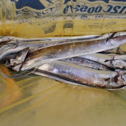 KIM Fishing Guide Service 釣果