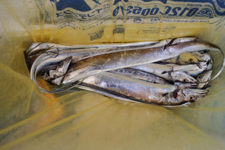 KIM Fishing Guide Service 釣果