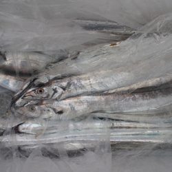 KIM Fishing Guide Service 釣果