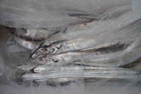 KIM Fishing Guide Service 釣果